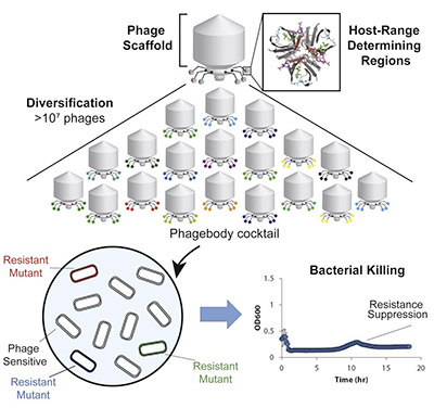 Yehl et al Cell 2019