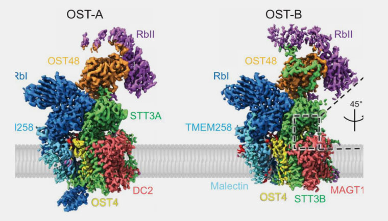 Cryo-electron Microscopy Structures of Human Oligosaccharyltransferase Complexes OST-A and OST-B