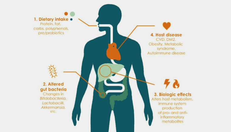 Growth Effects of N-acylethanolamines on Gut Bacteria