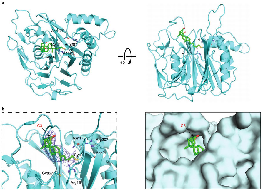 Development of a Covalent Inhibitor of Gut Bacterial Bile Salt Hydrolases