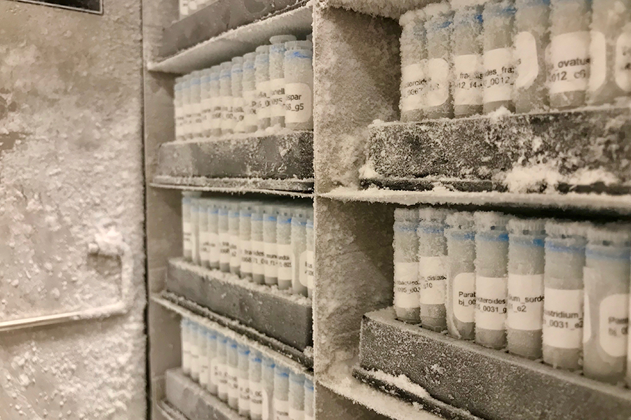 Microbial strains from the GMbC collection, preserved in cryovials (courtesy of the Global Microbiome Conservancy)